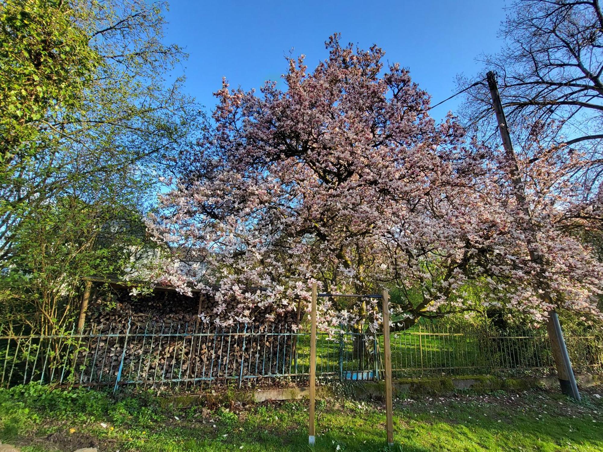 Bergischer Hof - Bergischer Hofgarten ويندك المظهر الخارجي الصورة
